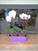 Orchidea: come coltivarla