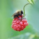 La storia (romanzata) di come nacquero i kaiserschmarren