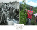 A great family memory of the centuries-old vineyards of Fessina