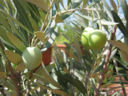 Olive ascolane in salamoia