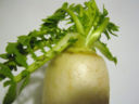 Insalata verde con daikon, carote e  germogli