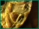 CIAMBELLA DI MELE E BANANE TROPPO FACILE