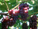 Il Resveratrolo contenuto nel vino, fa dimagrire, è vero?