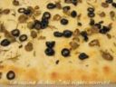 FOCACCIA ROSMARINO E OLIVE Ricetta salata