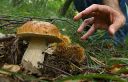 Vacanze in montagna – Guida alla ricerca dei funghi