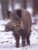 Prendete una testa di cinghiale, disossatela...