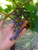 Passeggiando tra le vigne d’un Agosto piovoso