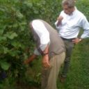 Vendemmia 2010