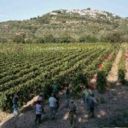 Vermentino di terra e di mare