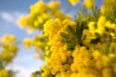 La festa della donna, la torta mimosa e un po’ di storia