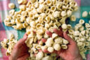 Le orecchiette in crema di pinoli di Cotto e Mangiato