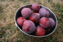 Cocktail alle prugne per gli aperitivi