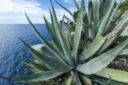 Agave (agave Linnaeus)