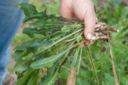 Cicoria selvatica come riconoscerla da erba velenosa