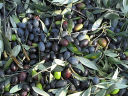 Dalla cultivar Taggiasca nasce Olio ROI