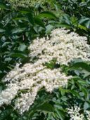 Fiori di sambuco: sciroppo