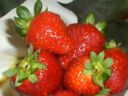 petronilla: Crema di fragole