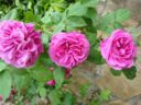 Marmellata di rose antiche
