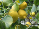 Come riciclare i limoni usati per il limoncello