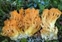 Clavaria - manine gialle, ditola gialla