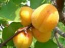 Frullato di albicocche