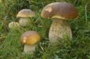 Boletus - Porcini