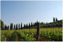 Vini e vitigni autoctoni del Veneto, la Corvina veronese