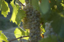 Vini e vitigni autoctoni dell’Umbria, il Grechetto