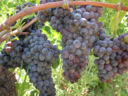 Vini e vitigni autoctoni della Calabria, il Gaglioppo