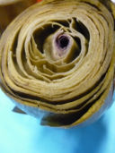 Sua signoria... il Carciofotto