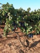 Vini rossi del Sud da vitigni autoctoni in degustazione a Milano