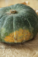 Zucca!