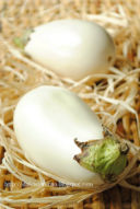 Melanzane Bianche e Zucchine Lagenaria