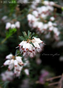 Erica in fiore [Flickr]