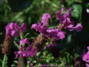 Ancora aceto e ancora fiori......e un riassunto di tutti gli aceti aromatici presentati finora.