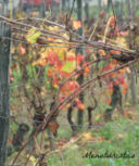 I biscotti al mandarino e i colori dell'autunno