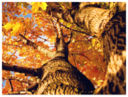 Autumn in the air