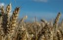 Cerealia 2018. la festa dei cereali a Roma e in tutta Italia