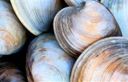 Le vongole: come pulirle e le ricette dell'estate