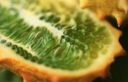 Kiwano: cos'è e come si mangia lo strano frutto africano