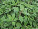 Parietaria