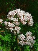 Valeriana