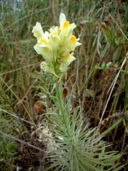 Linaria