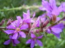 Salicaria