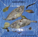 Suacia all’alloro