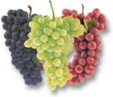 Uva: proprietà e calorie