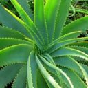 Aloe Vera e Arborescens: proprietà terapeutiche a confronto