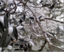 La neve in giardino e la primavera nel piatto