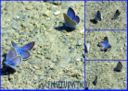 Collage farfalle blu