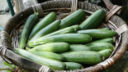 Le zucchine alle spezie per un contorno gustoso